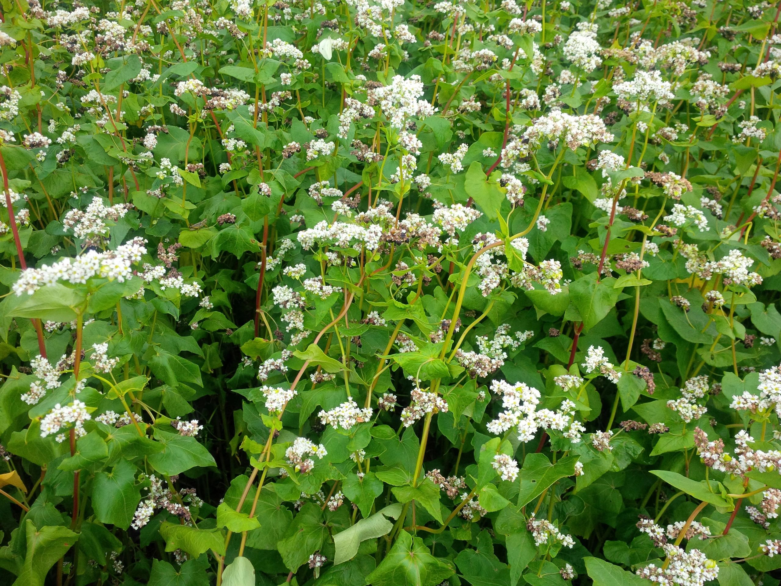 Manitoba Buckwheat Growers Association